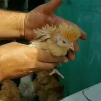 مرغ خروس|حیوانات مزرعه|رشت, گلزاران|دیوار