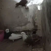 کفتر فروشی