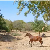 فروش اسب مادیون سردم گیر  پرخون نژاد دار