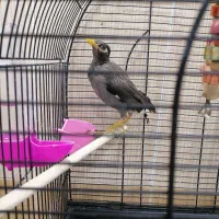 جوجه مرغ مینا