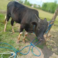 ورزا کوله چالوسی اصل فقیر مرغ