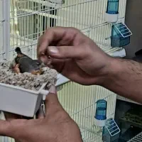 پرنده قفس سهره ایتالیایی اصلی