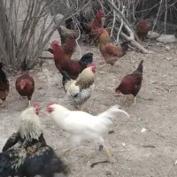 بوقلمون و مرغ خروس طبیعی|حیوانات مزرعه|اردبیل, |دیوار