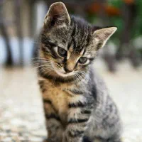 واگذاری گربه های ناز