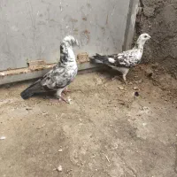سوسکی سبز آلمان بزک سبز جفت