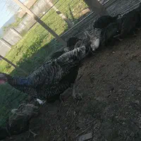 حوجه بوقلمون 50 روزه به همراه مادر