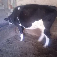 گاو سمینتال|حیوانات مزرعه|بیله سوار, |دیوار