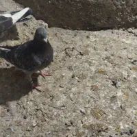 کبوتر|پرنده|تبریز, |دیوار