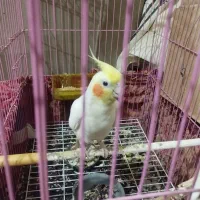 عروس هلندی با تمام لوازم و قفس بزرگ|پرنده|گالیکش, |دیوار