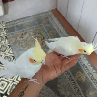 عروس هلندی