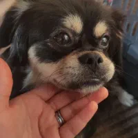 سگ پاکوتاه|سگ|گرگان, |دیوار