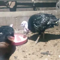 بوقلمون|حیوانات مزرعه|مشگین شهر, |دیوار