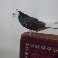 نر ابلغ سرور کاکولی کلکسیونی