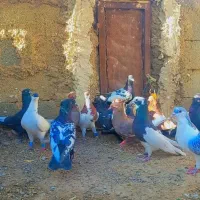 کبوتر بهبهانی نر|پرنده|سیدان, |دیوار