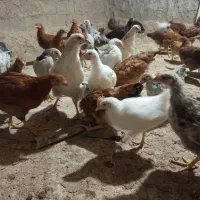جوجه محلی درجه 1