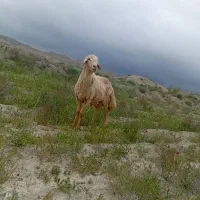 قوچ مغانی