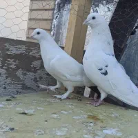 نقش و پرشی|پرنده|سمنان, |دیوار