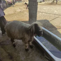 فروش قوچ