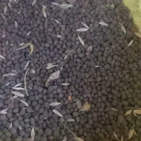 ماشک درجه یک فریدن