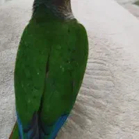 گرینچیک|پرنده|بندرعباس, |دیوار