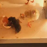 دستگاه جوجه کشی