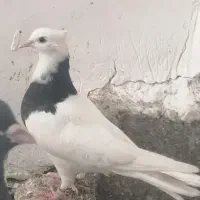 طوق سیاه جوجه طوق، سور