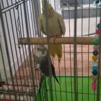 عروس هلندی نر وایت فیس ماده لوتینو|پرنده|اقبالیه, |دیوار