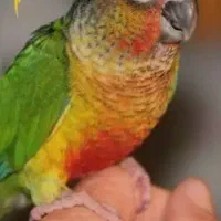 اصل گرینچیک رد