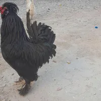 فروش خروس تزیینی چاق وچله