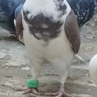 کبوتر پرشی|پرنده|فردوس (خراسان), |دیوار