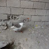 غاز نر جوانه