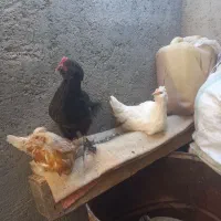 نوچه رسمی|حیوانات مزرعه|کهک, |دیوار