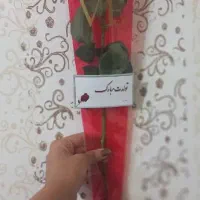 رز طبیعی تک شاخه مناسب مهرماه|گل و گیاه طبیعی|اهواز, کوی طلاب|دیوار