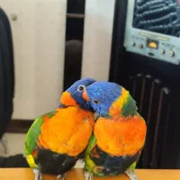 طوطی لری و طوطی راهب نر سخنگو|پرنده|شیراز, دروازه قران|دیوار