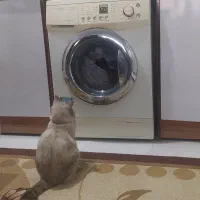 گربه میکس پرشین اسکاتیش|گربه|نیشابور, شهرک پردیس|دیوار