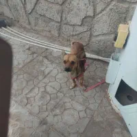 سگ شیواوا|سگ|کرمان, |دیوار