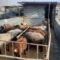 فروش گوسفند سالم و باکیفیت|حیوانات مزرعه|اصفهان, سرشبادران|دیوار