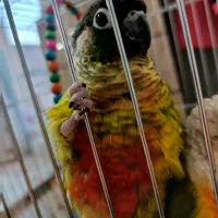 طوطی گرینچیک