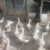 قو غاز|حیوانات مزرعه|کلاچای, |دیوار