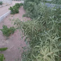 باغ چهار دیواری ۸۰۰ متری
