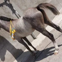 فروش اسب