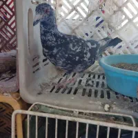 کبوتر|پرنده|اقبالیه, |دیوار