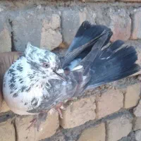 کفتر پرشی|پرنده|قم, باغ شازده|دیوار