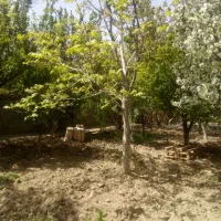 باغچه 500متری|فروش زمین و ملک کلنگی|محمدشهر, محمدشهر|دیوار