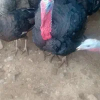 سلام دوعدد بوقلمون نر بازدیددره شهر|حیوانات مزرعه|آبدانان, |دیوار