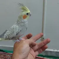 عروس هلندی ماده ۱۱ماه