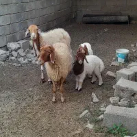 میشوبره جوان فروشن