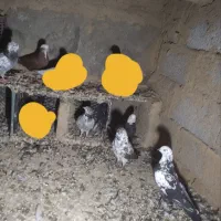 فروش کبوترهمه نوع|پرنده|ملکان, |دیوار