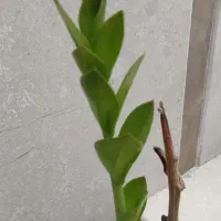 گلدون شاداب و زیبا