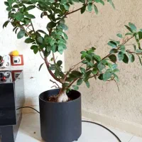 فروش سه تا گل،بنسای جنسینگ و لیندا